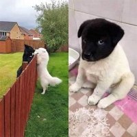 Свой среди чужих