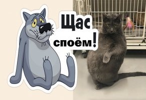 35 неожиданных и забавных снимков из приюта для животных