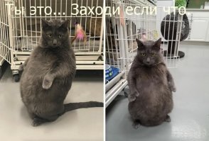 35 неожиданных и забавных снимков из приюта для животных