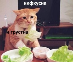 Просто кот боится, что теперь придётся есть только арбузы. Как когда-то салат )))) .