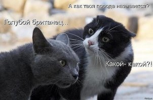 "Голубая армия" в годы гражданской войны
