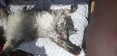 Это – кот, ему так удобно: котейки, заснувшие в самых странных позах