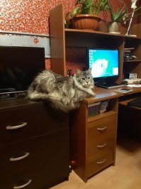 Это – кот, ему так удобно: котейки, заснувшие в самых странных позах