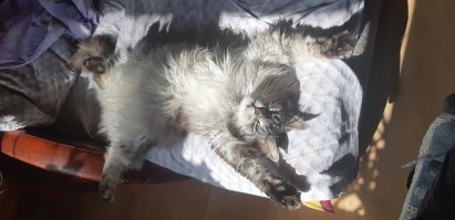 Это – кот, ему так удобно: котейки, заснувшие в самых странных позах