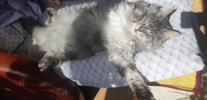 Это – кот, ему так удобно: котейки, заснувшие в самых странных позах