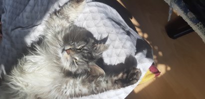 Это – кот, ему так удобно: котейки, заснувшие в самых странных позах
