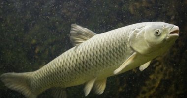 Так-то белый амур - это рыбка снизу и зубов у нее никто никогда не видел.