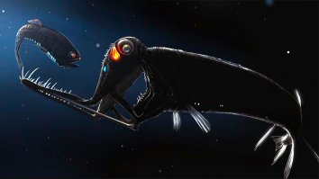 Черного малакоста погуглил. Это пипец, я знал что на глубинах очень чудные и страшные рыбы обитают, но этот пока самый страшный из известных мне))
Картинка - рисунок, но он такой и есть))