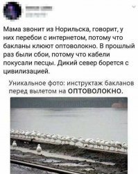 Это не БАКЛАНЫ, это ЧАЙКИ! Бакланы вот