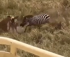 Друг, он и в Африке - друг!