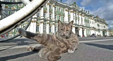Главные коты города.