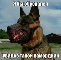 Прикольные и смешные картинки