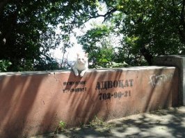 Кошки за работой