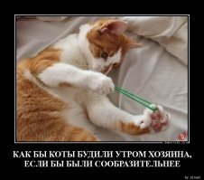 Кошачьи демотиваторы