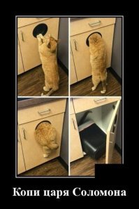 Кошачьи демотиваторы