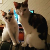 А её не смущает, что коты с 4-мя ушами в её доме норма? А где Гринпис с требованием к яппам насчет слившегося из Фукусимы в океан топлива?
Только про нас Чернобыль снимают. Мы там боролись за грунтовые воды, людей отправляли. Яппы сливают всё в океан. Водичка уже давно достигла ЛА - дозиметры это регистрируют. Ау, Гринпис???