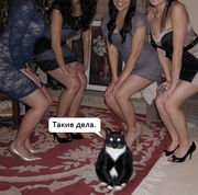 30 занимательных и очень полезных шпаргалок о домашних питомцах