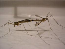 Пять этапов жизни комара: от яйца до зимовки в щелях