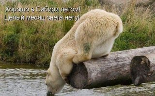 Почему в Сибири холодное лето?