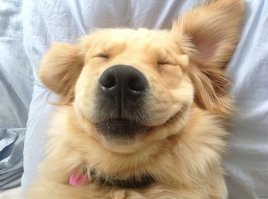 Прикольные и смешные картинки