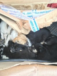 когда реально помогаешь и видишь их кровь, боль и страдания, порой напрягает читать тупые ванильные сопли типа: ,,Мы переживали конечно, сдружатся ли Айко и эти двое . И сначала это была жесть. Потому, что когда на махонького котя несется танк радости и дружелюбия, это , чтоб вы знали, страшновато . Приходилось тормозить.,,
про ЖЕСТЬ, видимо, вы не знаете ничего, да и лучше б никому не знать и не сталкиваться, особенно самим животным. 
в каком вы городе? этим поможете? фото сегодняшнее.