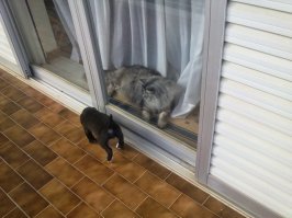 Тут собака почти одного размера с котом
