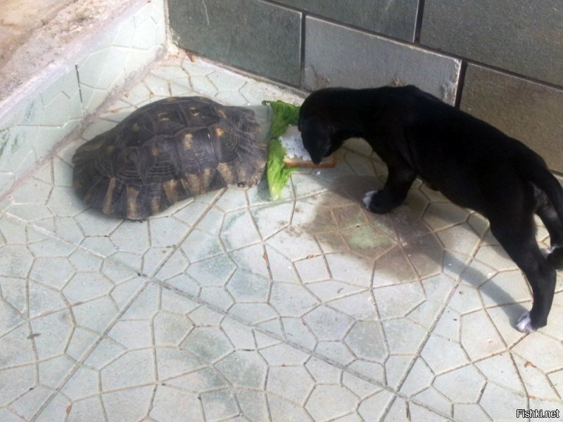 А тут опять щенок с черепахой. Все - подобранцы, кстати. Черепаху на свалке нашли.