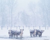 В помещении? Для Головеев и Ангусов?