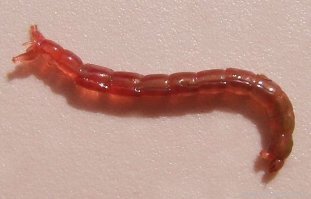 А как же Моты ль   распространённое название червевидных красных личинок комаров семейства Chironomidae, достигающих длины в несколько сантиметров. Они живут в иле заросших растениями прудов, озёр и ручьев