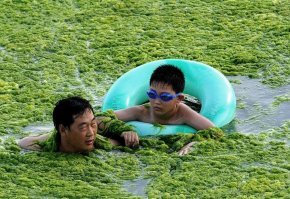 Папа, а водоросли полезные?