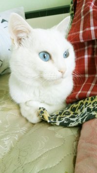 Моя морда. 8 лет назад котенком подобрали, страшный был...