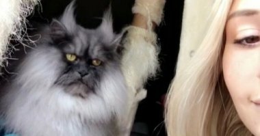 Мне кажется, что кот думает- Хоспаде, с кем я живу! ))))))