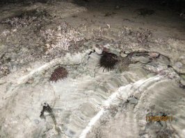 Отдыхая на Чёрном или Азовском море и не искупаться ночью? Да вы что.  А если ещё рядом ваша девушка, да и ещё нагишом, да это же незабываемые  впечатления, сразу молодость и кровь играет. 
Да вода прохладней, но за счёт того что воздух остывает, вода кажется теплее. К тому же, ночью намного чаше море бывает спокойным, без волн. 
По поводу спасателей, так в том то и прикол, что вам свидетели не нужны, да к тому же, ночью  только дурак будет делать заплывы, нормальные люди далеко от берега не  уходят.

Но это всё про наши моря, в тропических морях , ночью купаться категорически запрещено.
В бассейнах ночью проводят хим. обработку, а в море ночью появляется всякая хищная рыба. Да там и без хищников хватает, неприятно наступить на звезду или не дай бог на морского ежа. Именно поэтому в тропических морях, особенно на кораллах, можно купаться только в специальной обуви.