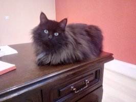 Около 3-х лет назад соседи подобрали трех маааленьких котят. Одного предложили нам. Черного такого, пушистого. Он  умещался в моей ладошке, дрожал, сам еще не умел кушать. Первая ночь была бессонной-малыш звал маму и не мог уснуть. Я посадила его в обувную коробку и поставила на кровать рядом с подушкой. Как ни проснусь-он сидит, одни уши торчат, как у чертика. То есть вообще не спал! На след день котенок нашел место  в гостиной у дивана на подушечке) Спустя еще неделю мы поняли, что он с характером)) На тот момент мы звали его Пушком)) но что-то не то было)не его, в общем)) И вот когда котенок стал везти себя, как все дети-насаться, скакать, прыгать, радоваться жизни,  да еще с безумным взглядом, мы поняли, что никакой это не Пушок, а настоящий Бабай!! Люблю его безмерно!!! На фото он кажется жирным. Это все зимняя шерсть))))