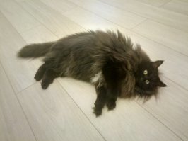Около 3-х лет назад соседи подобрали трех маааленьких котят. Одного предложили нам. Черного такого, пушистого. Он  умещался в моей ладошке, дрожал, сам еще не умел кушать. Первая ночь была бессонной-малыш звал маму и не мог уснуть. Я посадила его в обувную коробку и поставила на кровать рядом с подушкой. Как ни проснусь-он сидит, одни уши торчат, как у чертика. То есть вообще не спал! На след день котенок нашел место  в гостиной у дивана на подушечке) Спустя еще неделю мы поняли, что он с характером)) На тот момент мы звали его Пушком)) но что-то не то было)не его, в общем)) И вот когда котенок стал везти себя, как все дети-насаться, скакать, прыгать, радоваться жизни,  да еще с безумным взглядом, мы поняли, что никакой это не Пушок, а настоящий Бабай!! Люблю его безмерно!!! На фото он кажется жирным. Это все зимняя шерсть))))