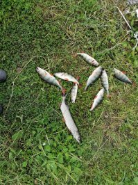 Не знаю кому как я в те выходные на рыбалке выпил и спал в палатке как бобик.