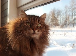 Достаточно вычесать фурминатором