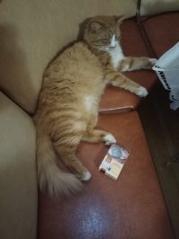 Ты видел экзему у кошек, которые вылинивают от жары почти налысо? Они разлизывают кожу до крови, а потом на этом месте идёт вторичный обсев. Когда вот такой красавец сибиряк вылинивает почти налысо при жаре +35 в тени?