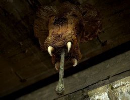 Не дай бог увидеть такое у себя на потолке!