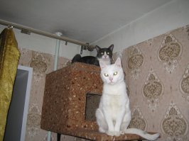 Первое фото - только подобрали на улице 8 лет назад. Уже после душа и поездки к ветеринару. Фото вечером в тот же день. Оголодал и замёрз, каждые 15 минут бегал писать и от миски не оторвать было. Не известно сколько он на улице провёл времени, а тогда как раз морозы были -35.
Второму фото около года, здесь он уже с другом. Так сказать, завёл кота для кота :).