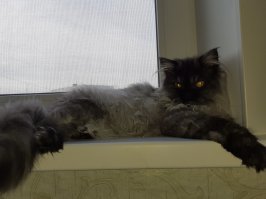 Этот кот смотрит на вас как на пустое место