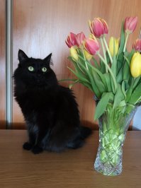 2 года назад сняли с дерева испуганного котёнка (собаки загнали?). Так у нас и прижился.
Была похожая ситуация. Кошка любила находиться в обществе людей, но на руки не давалась. Погладить удавалось редко и только когда кошка стояла на полу. Помогла щётка-расчёска ("женщина", ёпт ;) ). Сначала изредка давалась почесать, а терерь как только увидит щётку, со всех ног бежит чесаться/гладиться :)
Щётка как на фото. Ну и наша причёсанная Черника :)