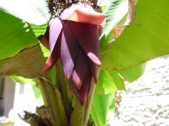 Моя мама вырастила у себя во дворе банан.