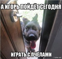 Пёс очень пожалел, что связался с муравьедом