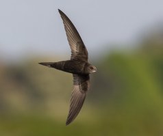 Это стриж. Питается насекомыми. Но сколько ему надо, ты не насобираешь... так что оставь его на улице, на ветке дерева, он своим криком призовёт своих, они его и накормят ;)