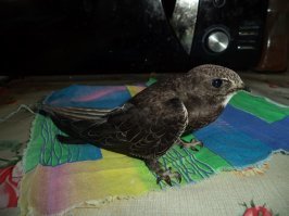 У меня жена два года назад принесла домой птенца стрижа, примерно в первой половине июня. Сидел дома в коробке, ни каких неудобств не доставлял. кормили несколько раз в день, по выходным чаще чем в будни. Он сам не клевал, брали корм на палец по немногу, открывали клюв и запихивали шарик корма в зоб. Состав корма: яичный белок, нежирное мясо (говядина). Поили водой и раствором глюкозы из шприца.
Отпустили примерно а начале июля, когда он начал пытаться взлетать в квартире.
В инете полно информации о том как правильно выкормить стрижа до того момента как он сможет сам полететь.
Например вот: