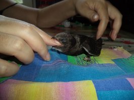 У меня жена два года назад принесла домой птенца стрижа, примерно в первой половине июня. Сидел дома в коробке, ни каких неудобств не доставлял. кормили несколько раз в день, по выходным чаще чем в будни. Он сам не клевал, брали корм на палец по немногу, открывали клюв и запихивали шарик корма в зоб. Состав корма: яичный белок, нежирное мясо (говядина). Поили водой и раствором глюкозы из шприца.
Отпустили примерно а начале июля, когда он начал пытаться взлетать в квартире.
В инете полно информации о том как правильно выкормить стрижа до того момента как он сможет сам полететь.
Например вот: