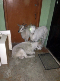 О да это наши соседи со второго этажа! Потому что у наших соседей мать его копыта!!!! Задолбали!  ))