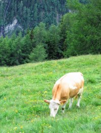 Альпы прекрасны в любое время года, но лучше всего ехать в начале лета.