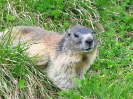 Альпы прекрасны в любое время года, но лучше всего ехать в начале лета.